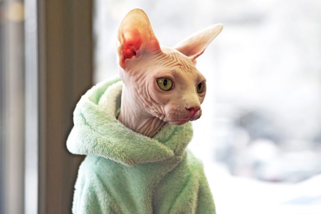 sphynx cat